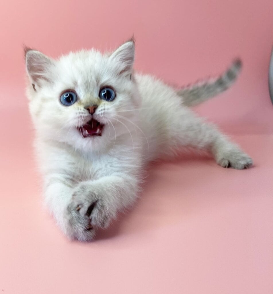 Valentino British shorthair Male $2600