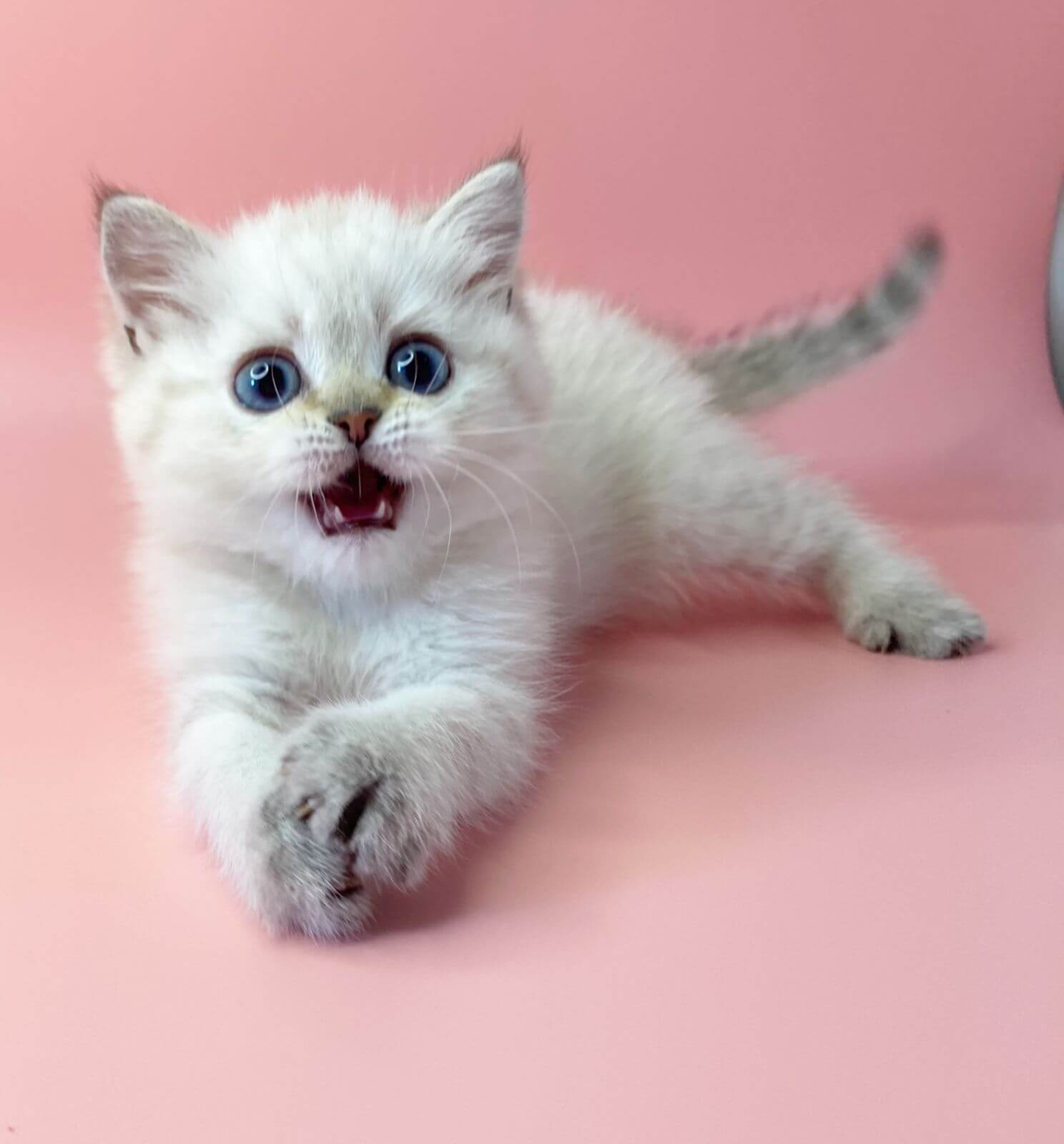 Valentino British Shorthair Male (Available) $2600