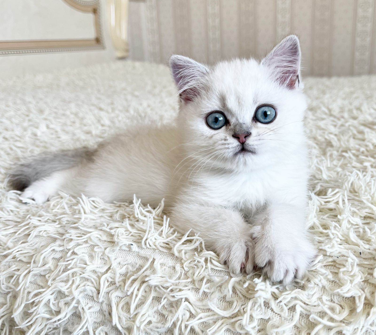 Valentino British Shorthair Male (Available) $2550