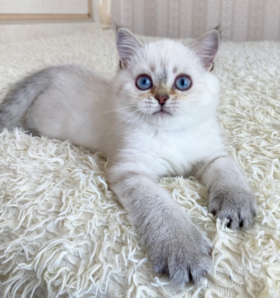 Valentino British Shorthair Male (Available) $2550