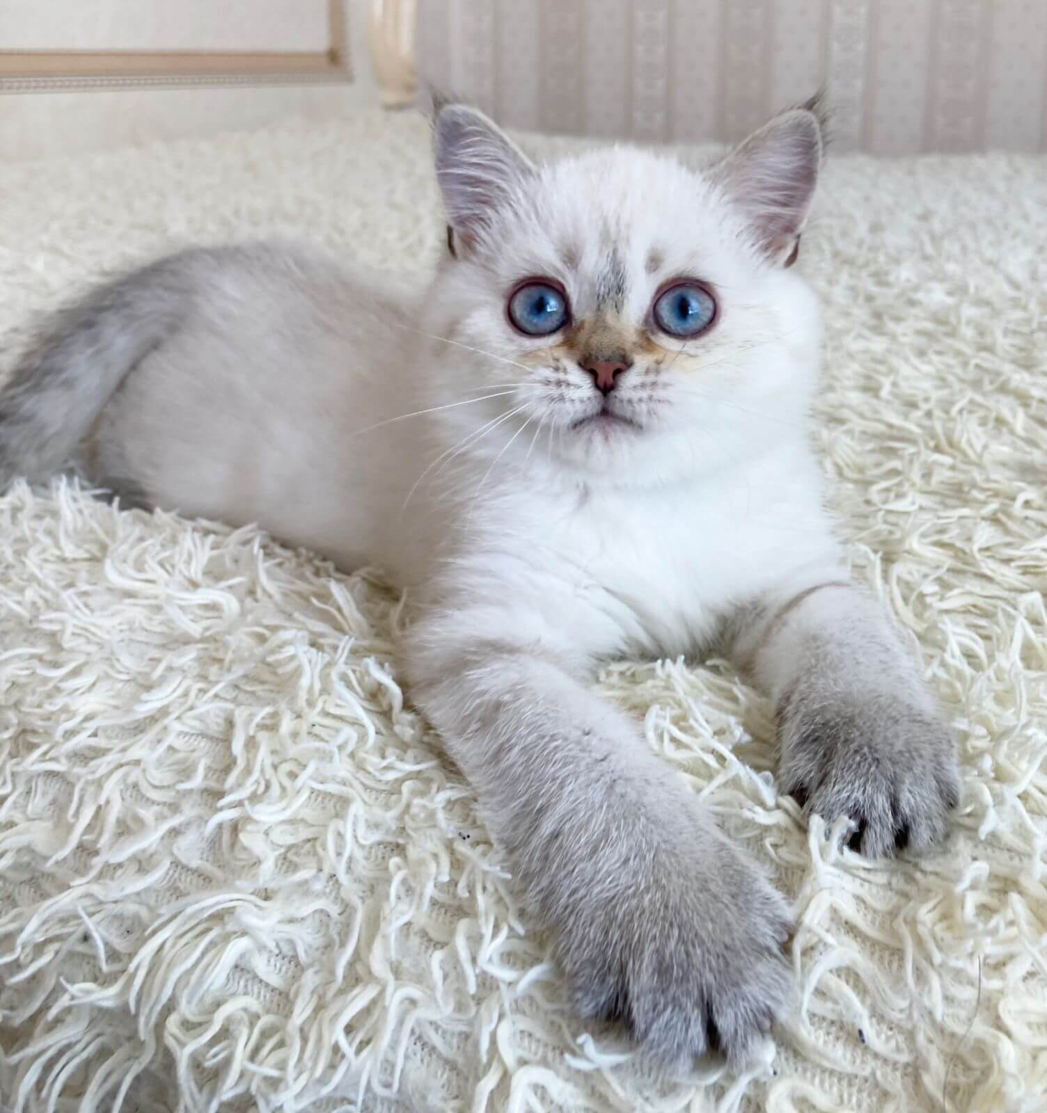 Valentino British Shorthair Male (Available) $2550
