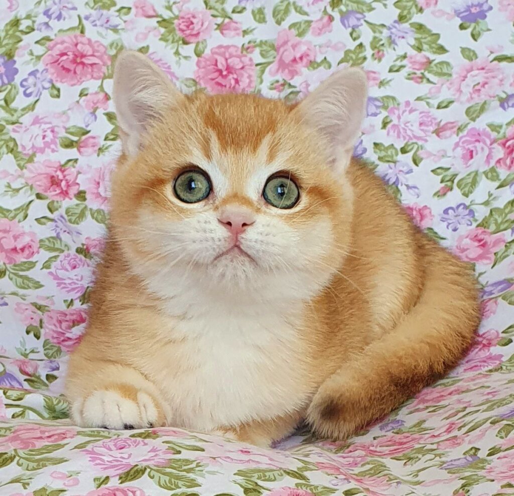 Willie British Shorthair Male (Available) $2600
