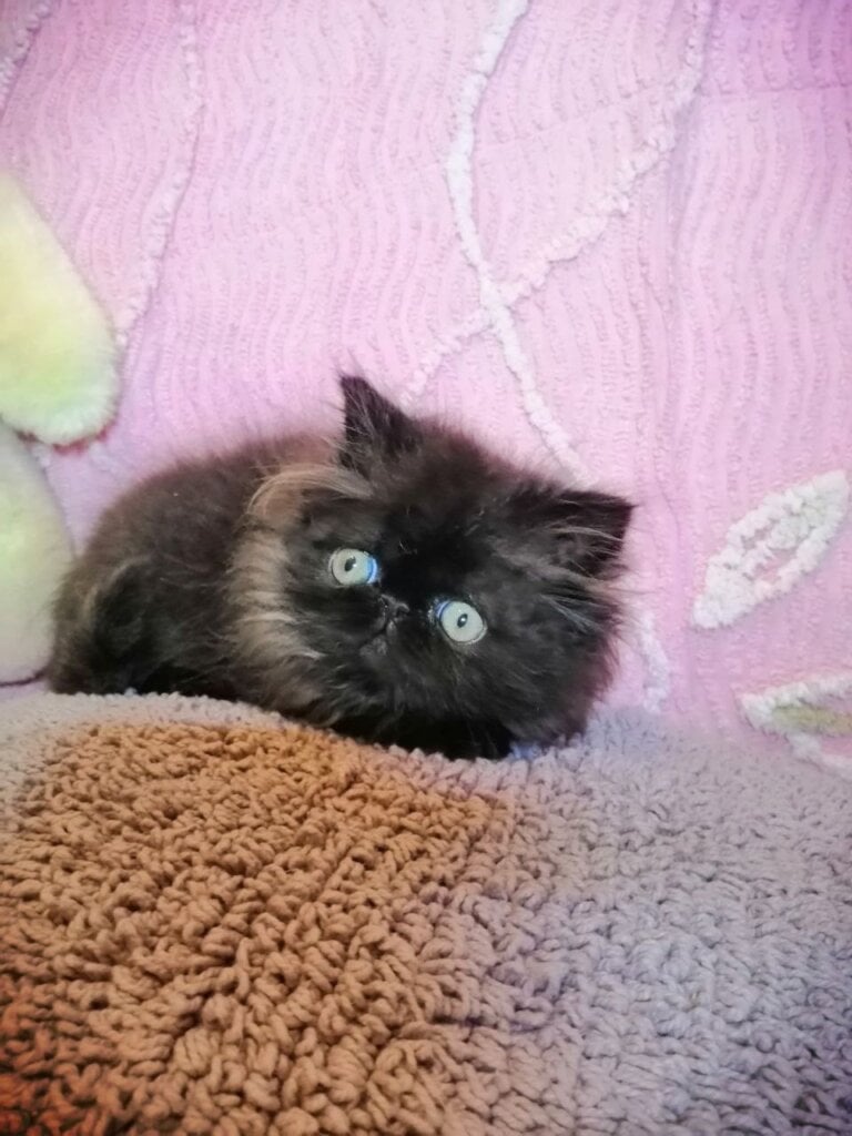 Liberty Persian Female (Available) $3000