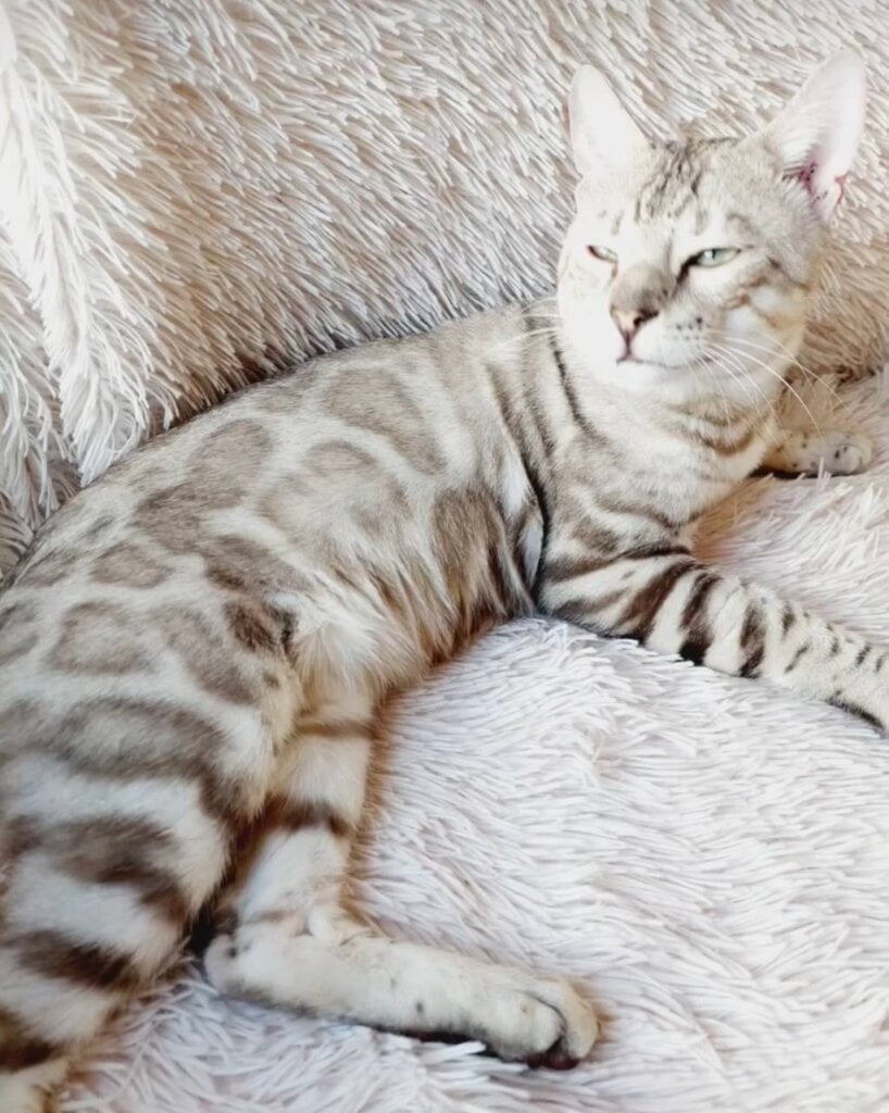Pixy Bengal Male (Available) $3200
