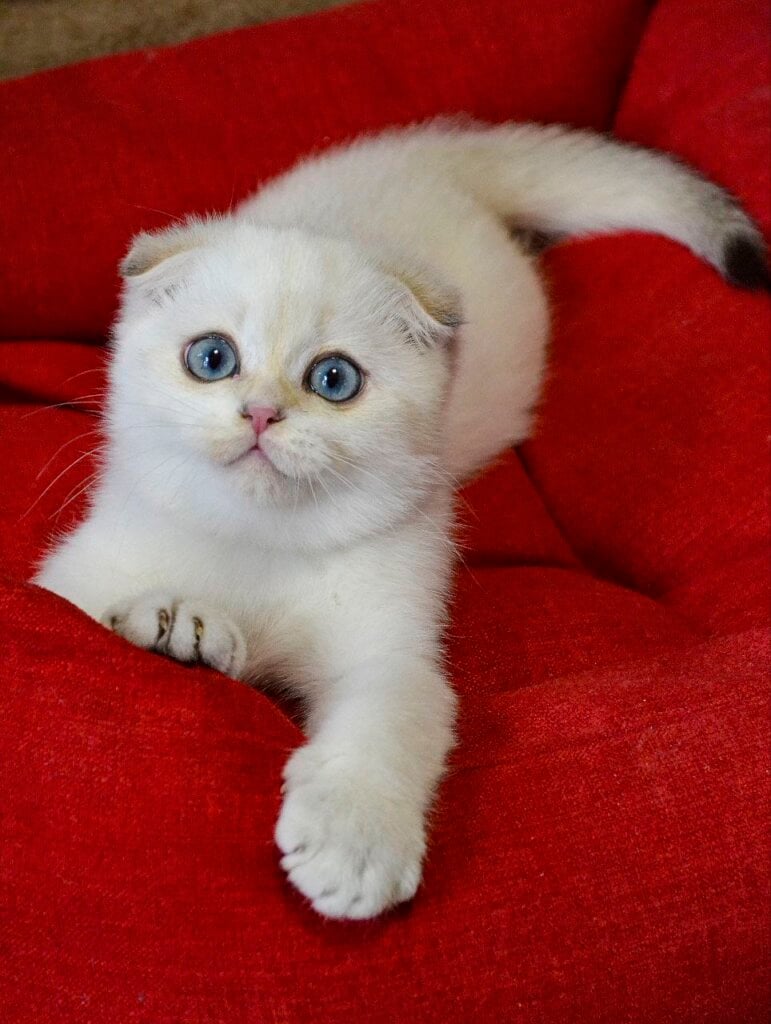 Sky Scottish Fold Male (Available) $2850