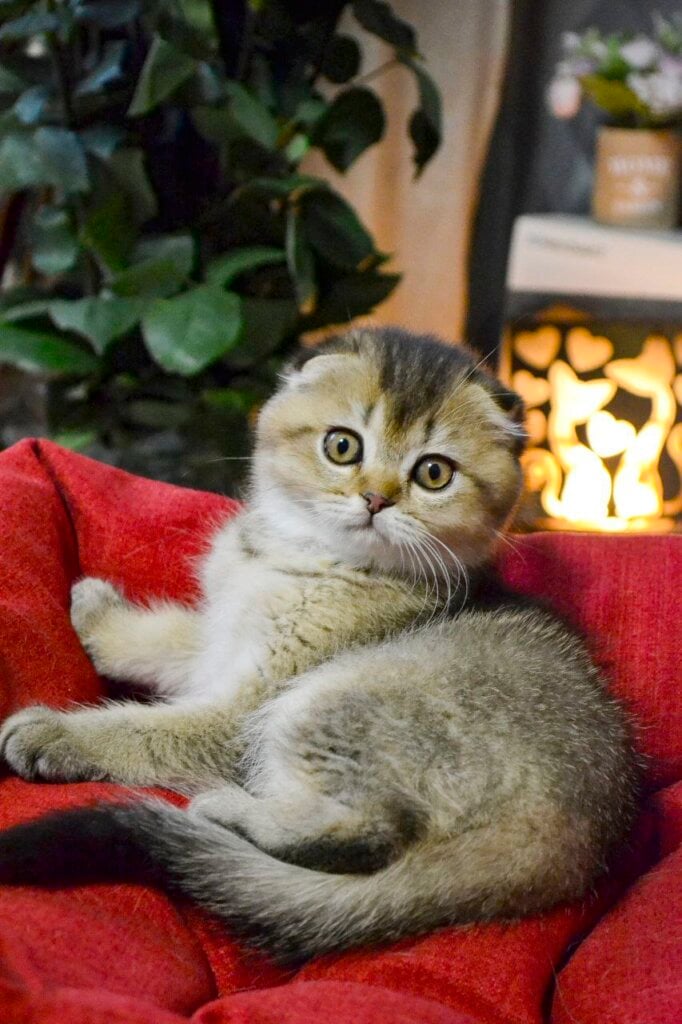 Sofi Scottish Fold Female (Available) $2850