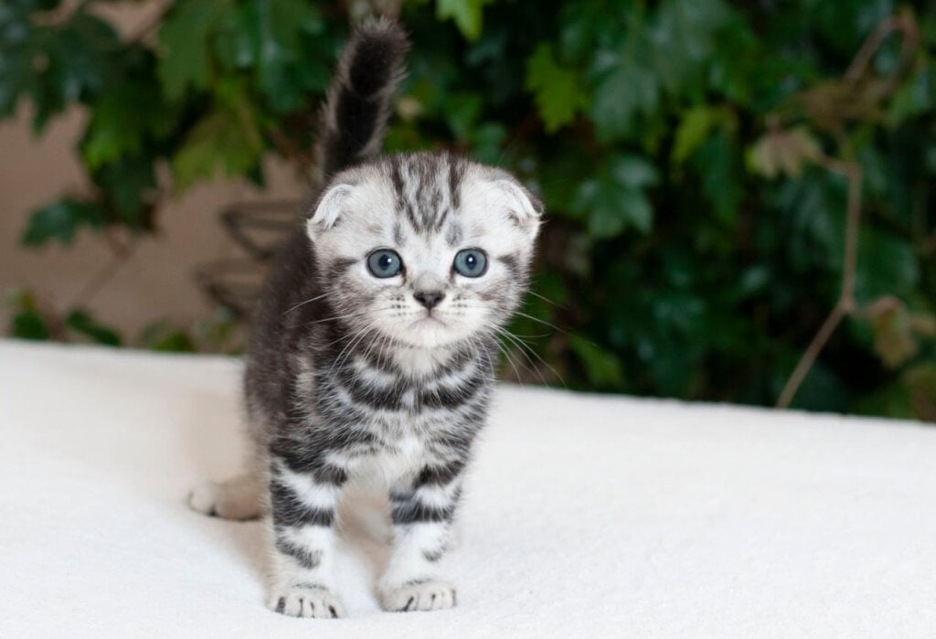 Lastik Scottish Fold Male (Available) $3000