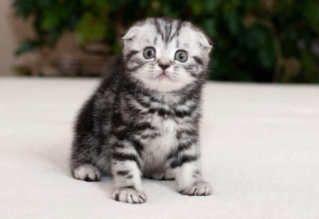 Kimono Scottish Fold Male (Available) $2900