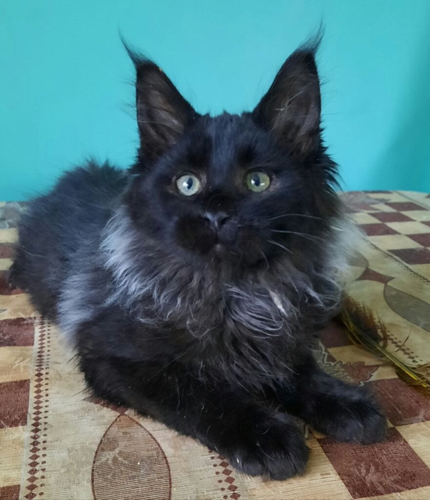 Sovereign Maine Coon Male (Available) $3300