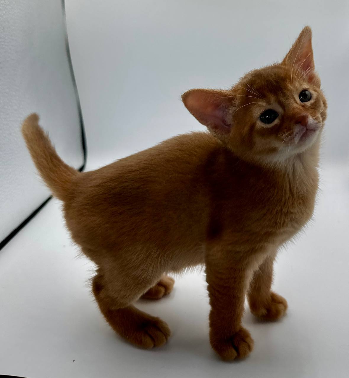 Chandra Abyssinian Female (Available) $3000