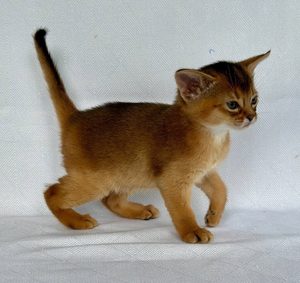 Cecilia Abyssinian Female (Available) $3000