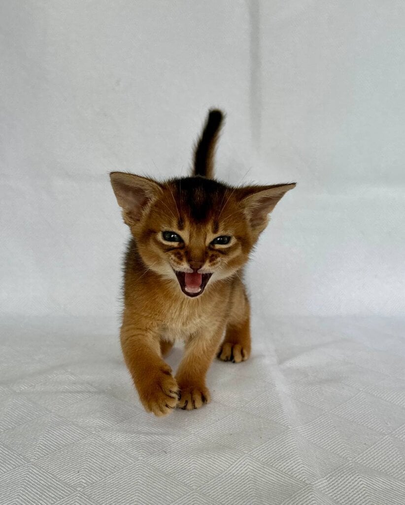 Celeste Abyssinian Female (Available) $3000