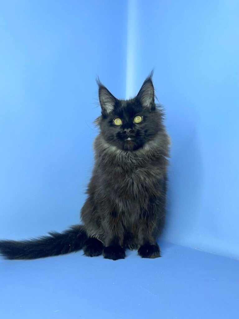 Tayson  Maine Coon Male (Available) $2900