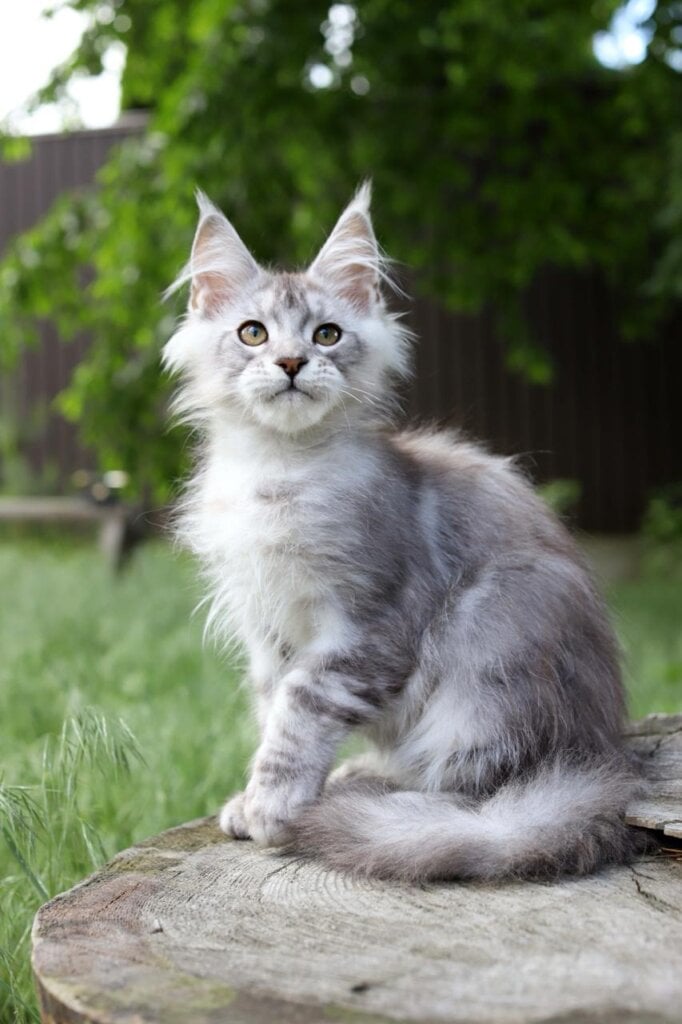 Osama Maine Coon Male (Available) $2900