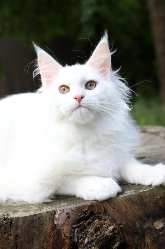 Lily Maine Coon Female (Available) $2400