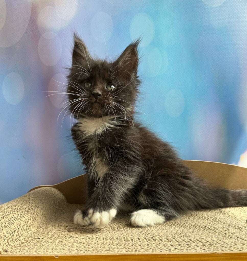 Homunkul Maine Coon Male (Available) $2700