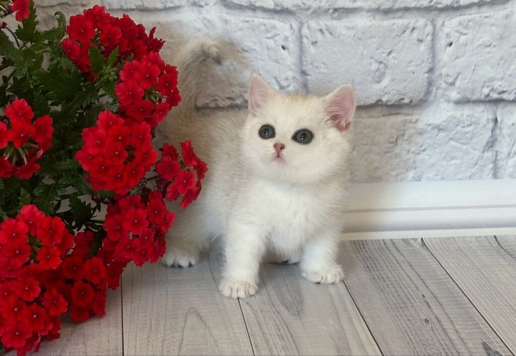 Pamir British Shorthair Male (Available) $2650