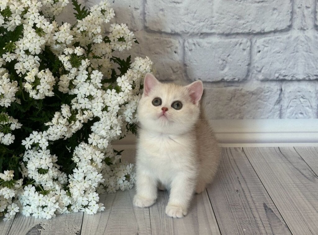 Paola British Shorthair Female (Available) $2650