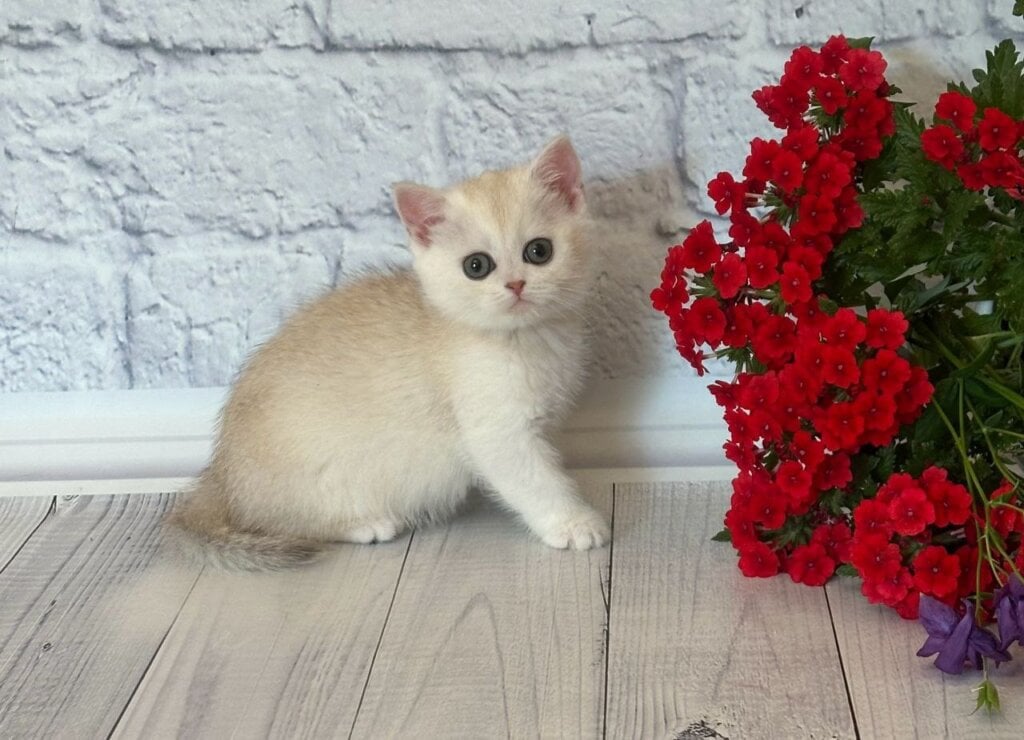 Persy British Shorthair Female (Available) $2650