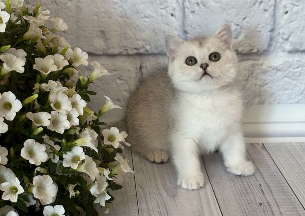Pamella British Shorthair Female (Available) $2650
