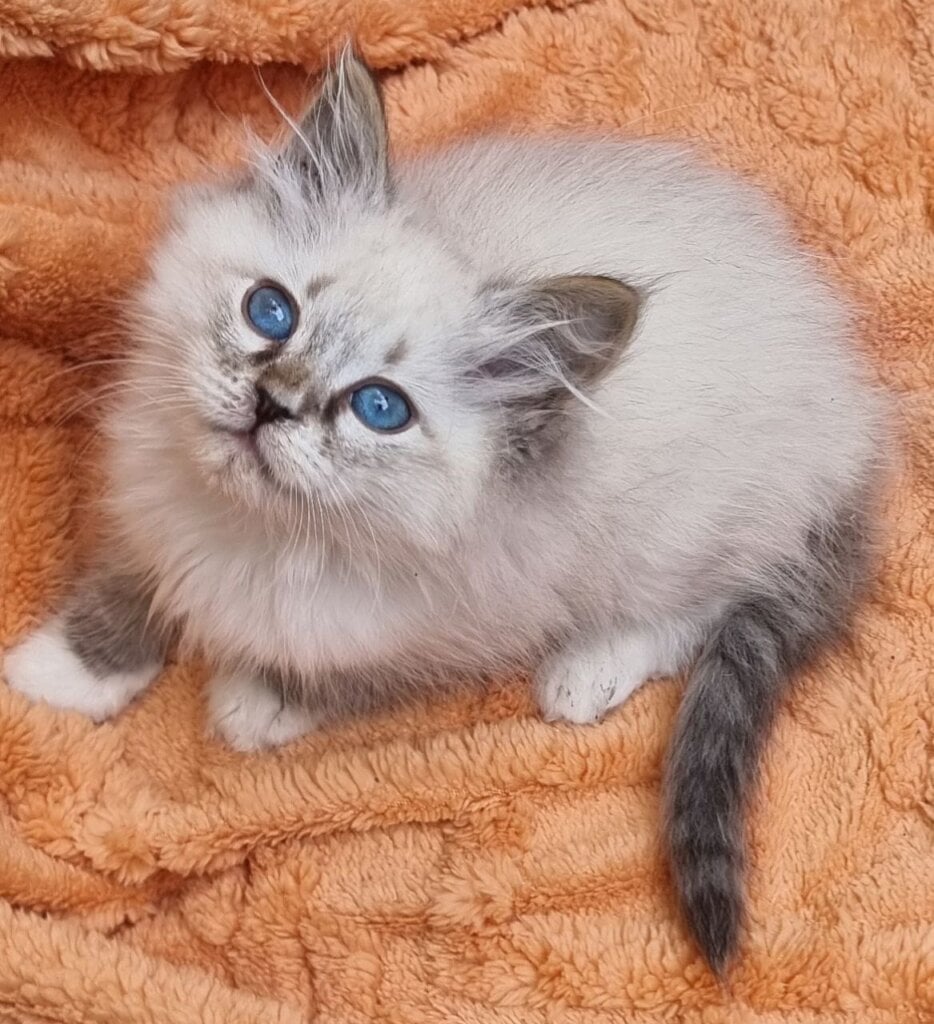 Olyana Siberian Female (Available) $3050