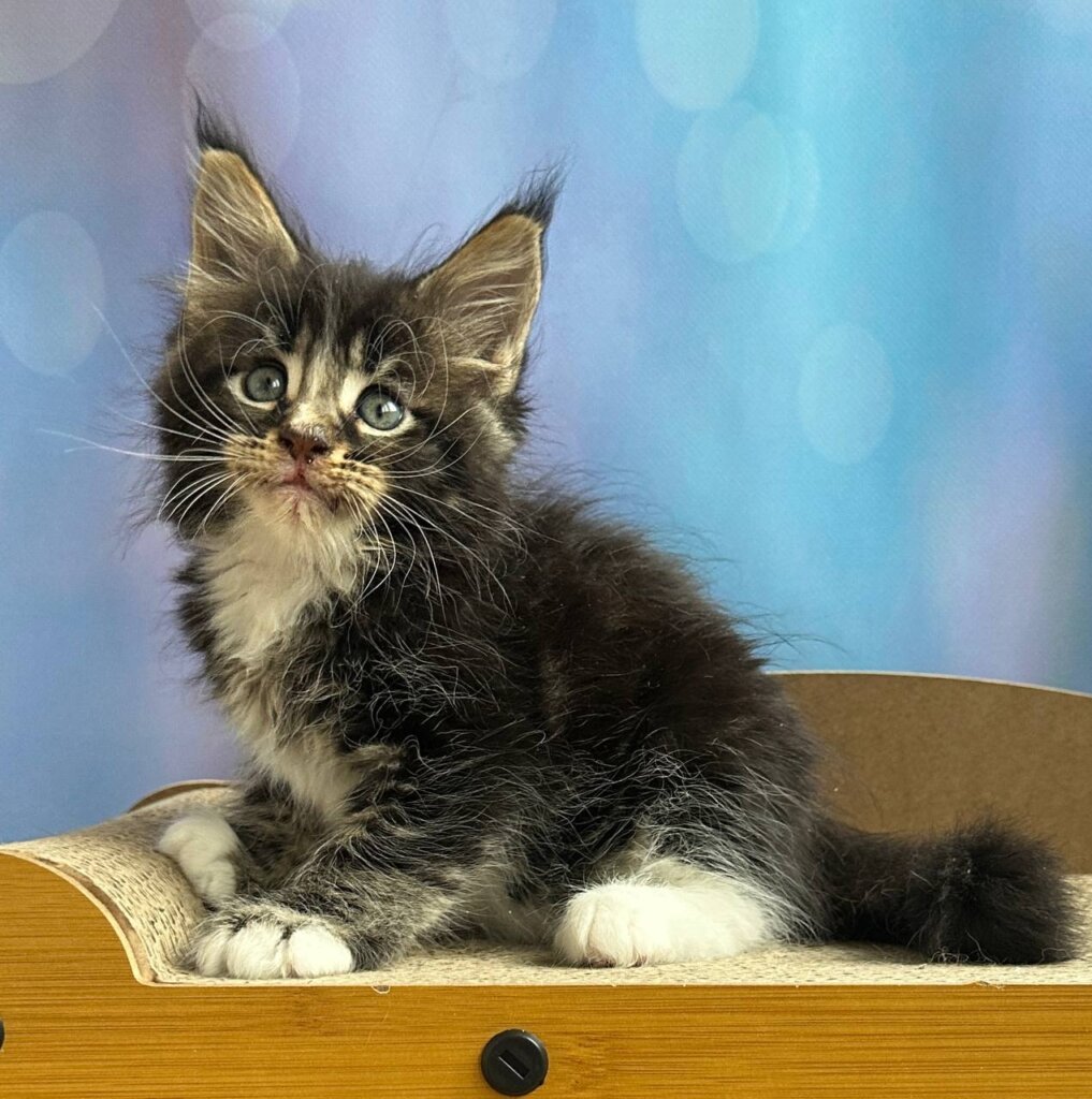 Halif Maine Coon Male (Available) $2700