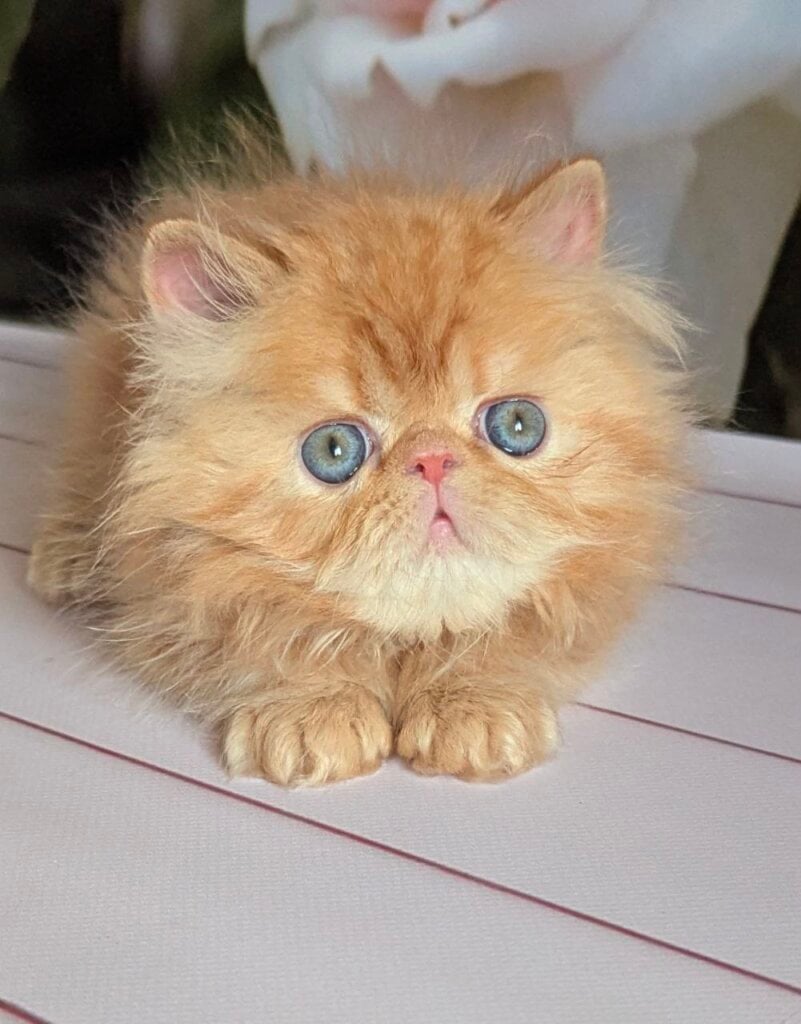Simba Persian Male (Available) $2950