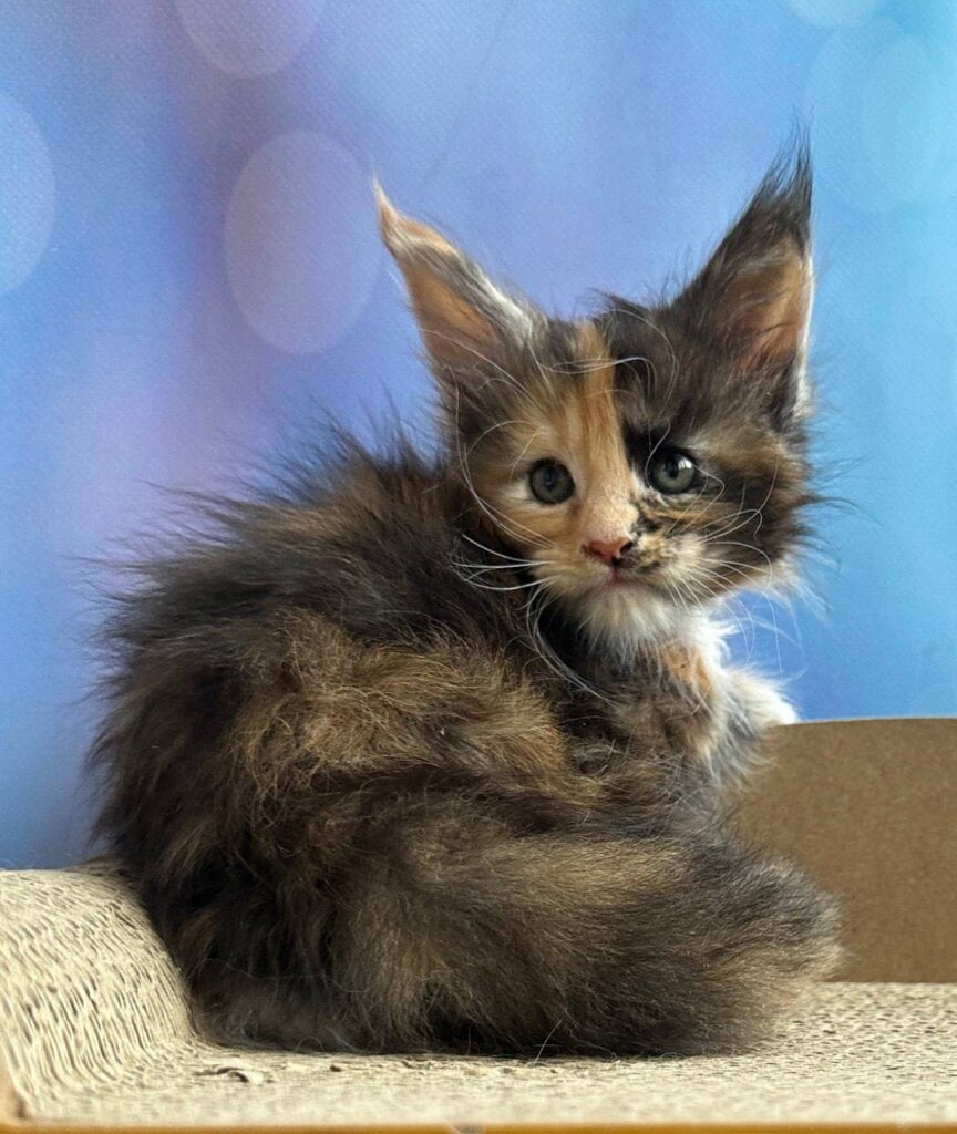 Hloya Maine Coon Female (Available) $2700