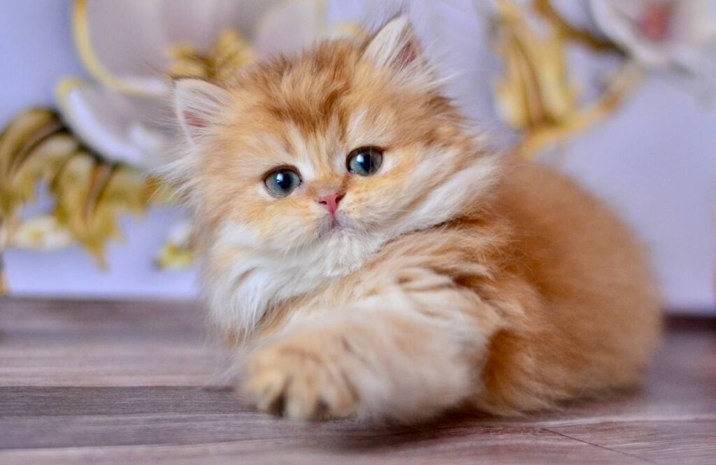 Fifa British Longhair Female (Available) $2900