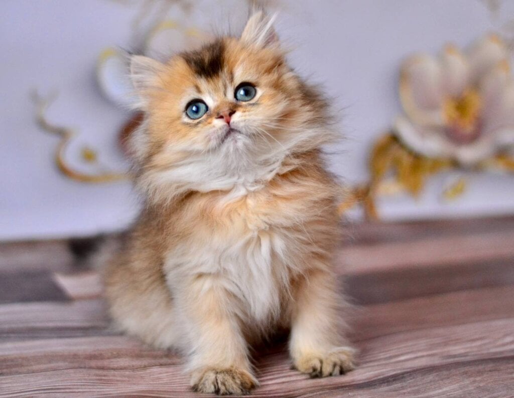 Fluffy British Longhair Male (Available) $2800