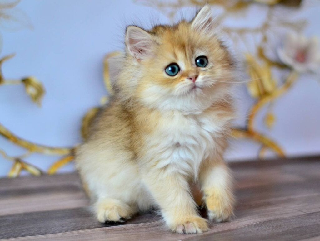 Fortuna British Longhair Female (Available) $2800