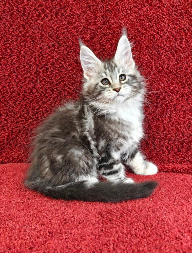Amina Maine Coon  Female (Available) $3050