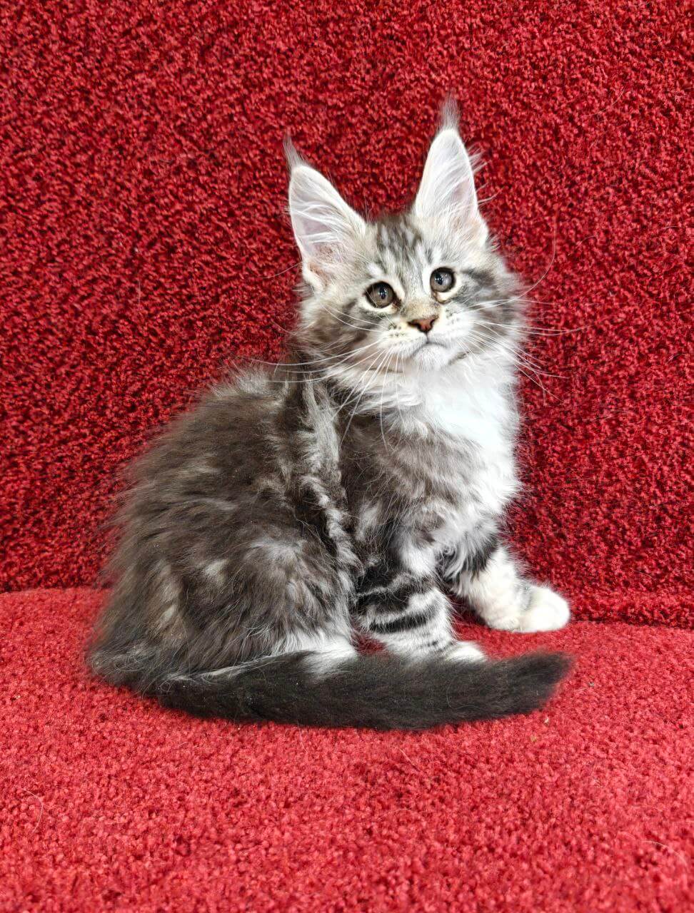 Amina Maine Coon  Female (Available) $3050