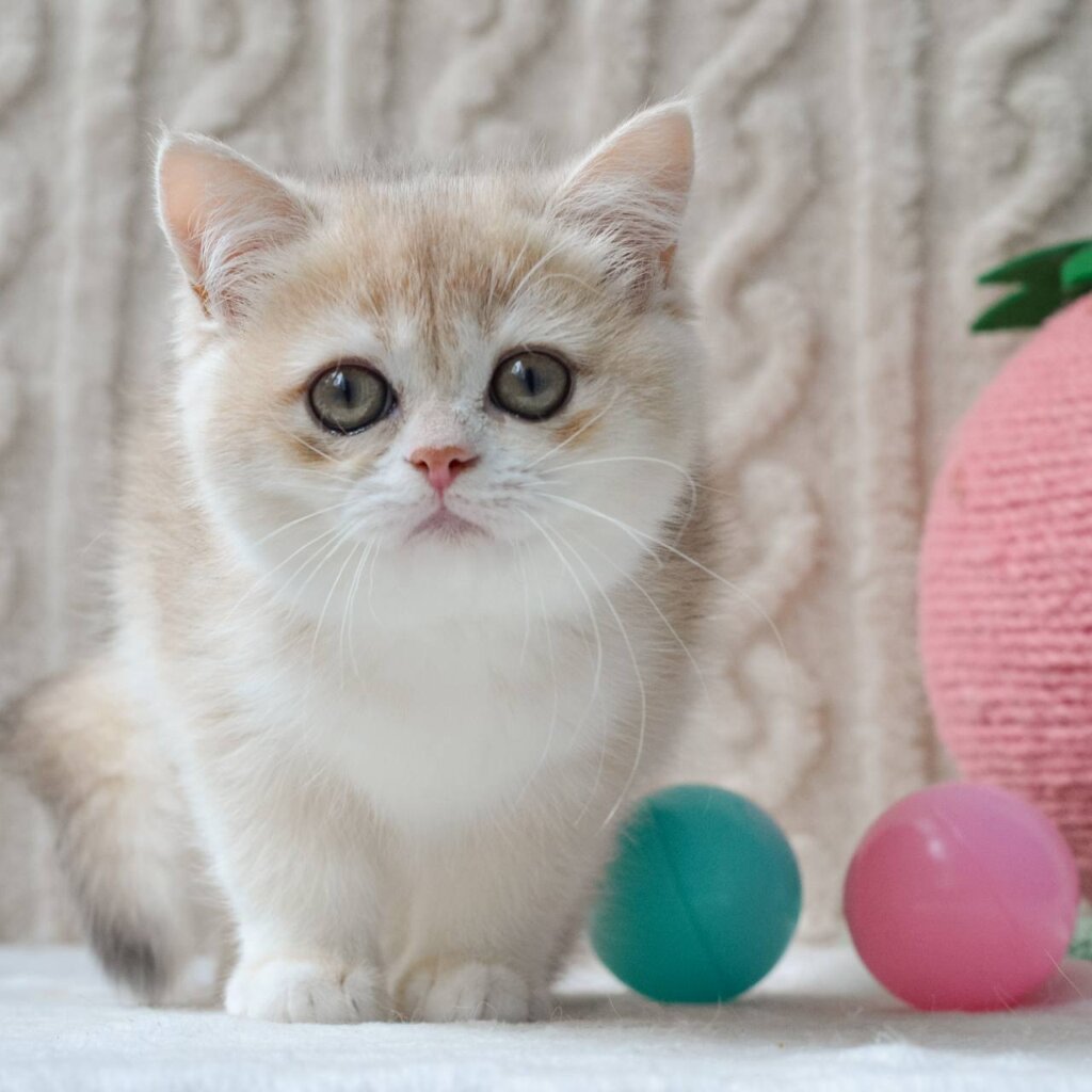 Yuna British Shorthair Female (Available) $2700