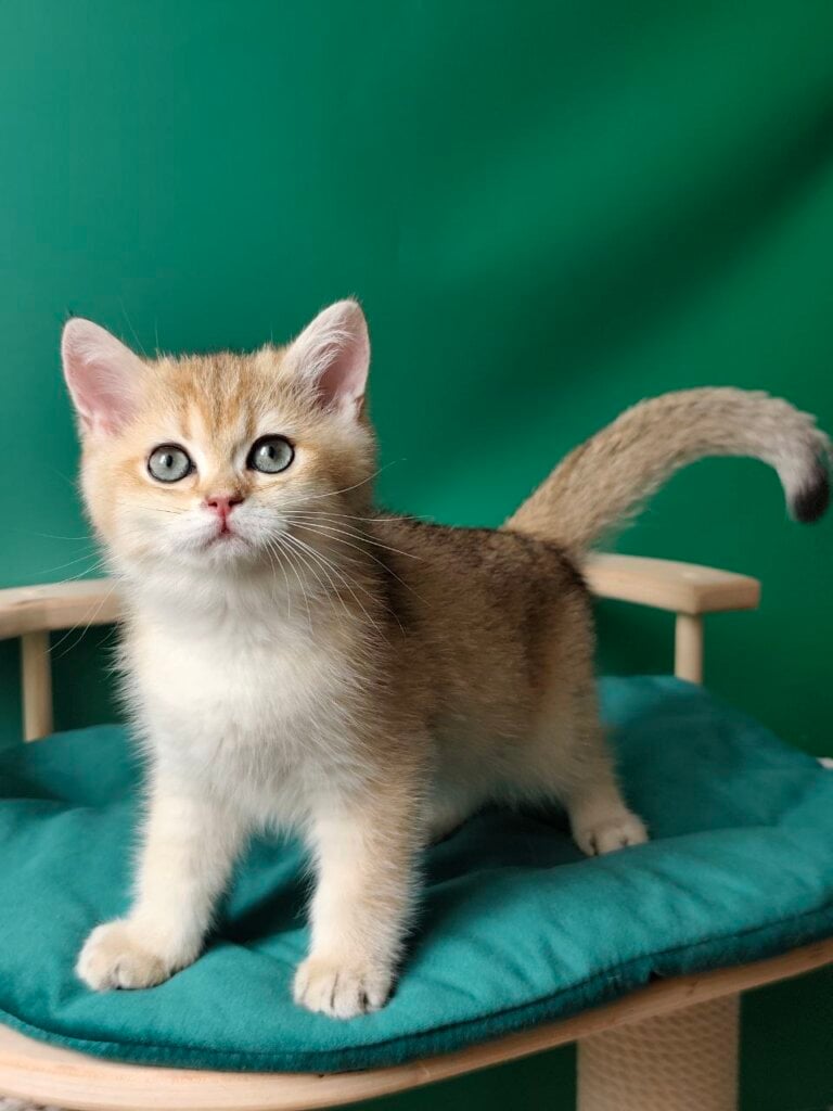 Amigo British Shorthair Male (Available) $2750