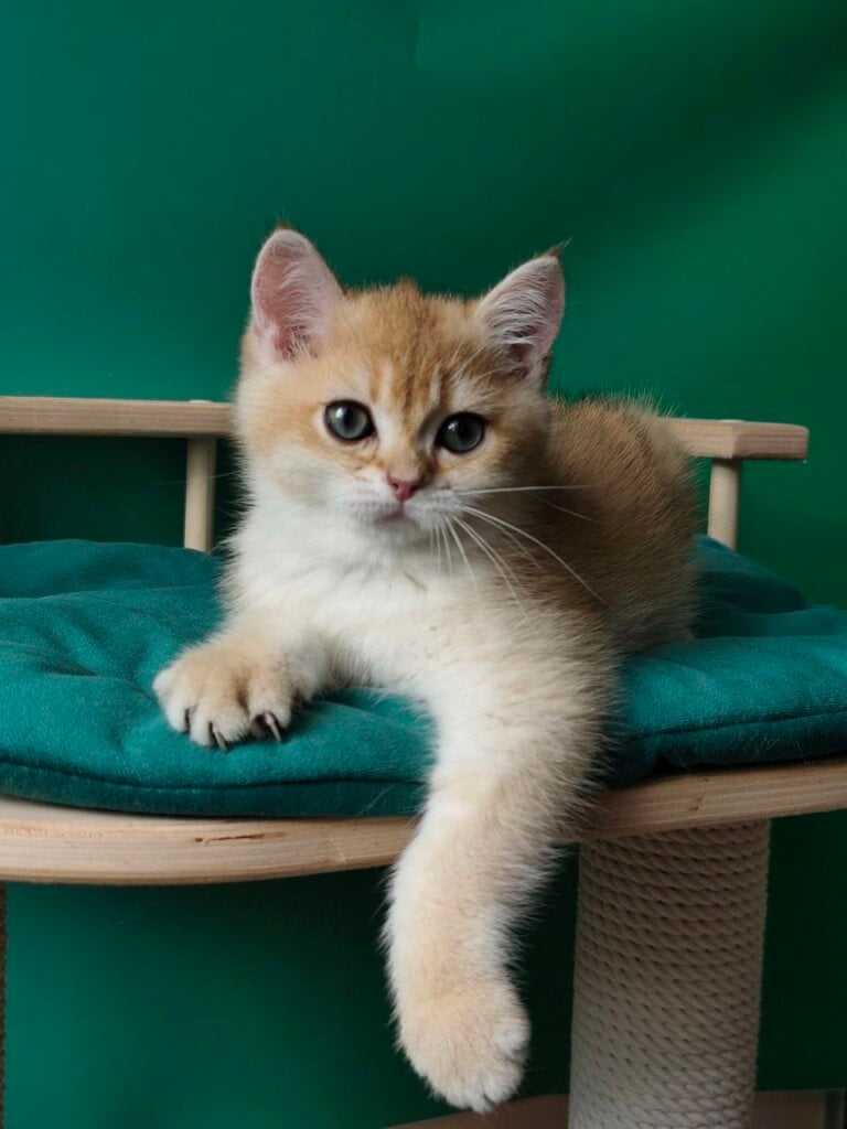 Alex British Shorthair Male (Available) $2750