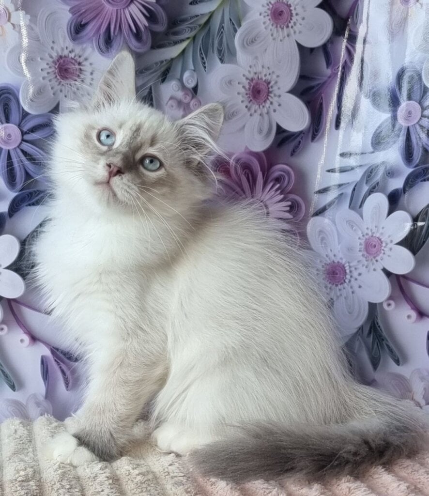 Maylo Siberian Male (Available) $2850