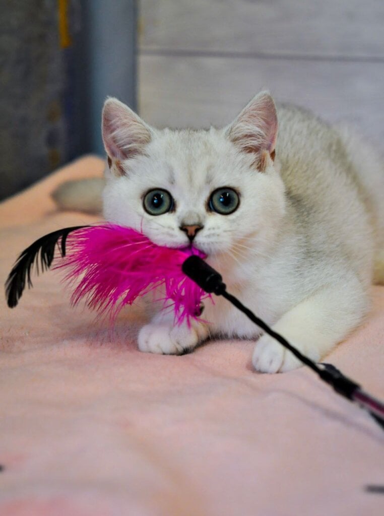 Blanca  British Shorthair Female (Available) $2700