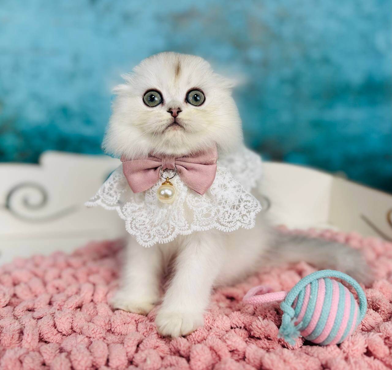Mercedes Scottish Fold  Female (Available) $2950