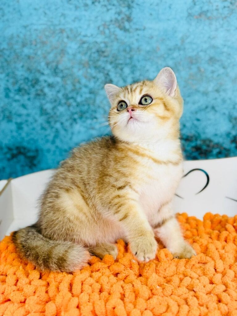 Jasmine  Scottish Straight  Female (Available) $2550