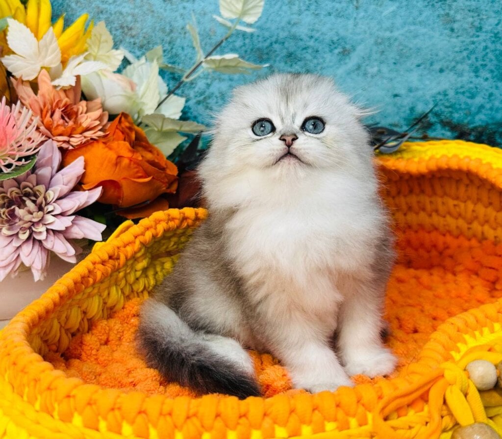 Leonardo Scottish Fold  Male (Available) $2950
