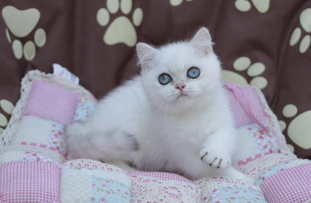 Zyros British Shorthair Male (Available) $2550