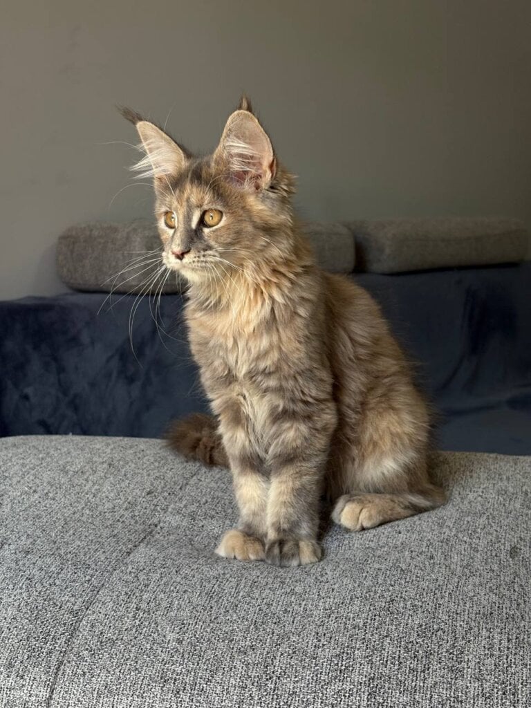 Indie Maine Coon Female (Available) $2800