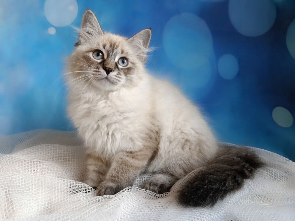 Yesenia Siberian Female (Available) $3100