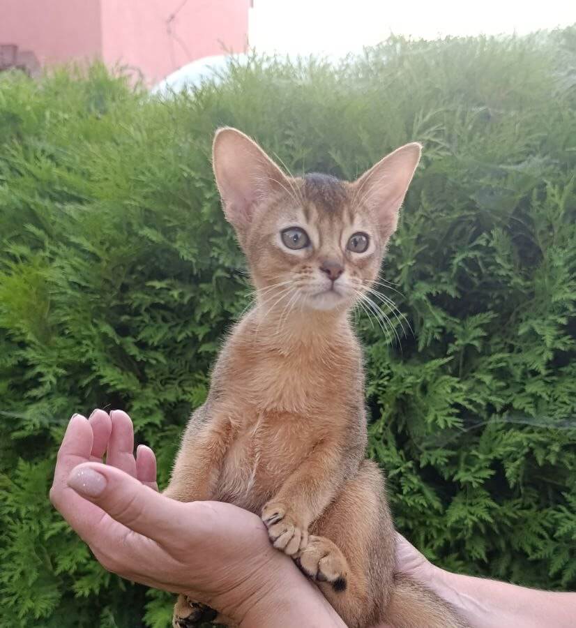 Alexandria  Abyssinian Female (Available) $3150