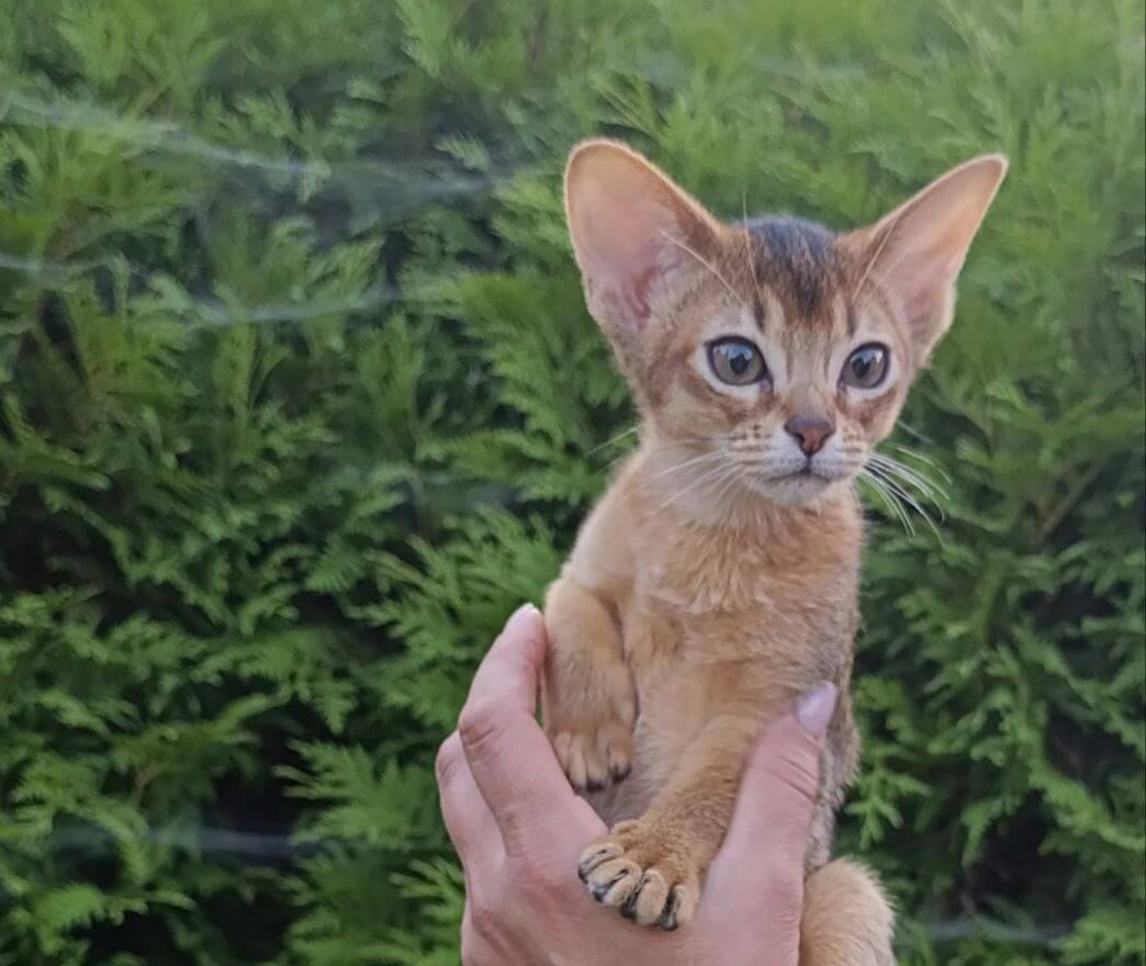AnnaBelle  Abyssinian Female (Available) $3150