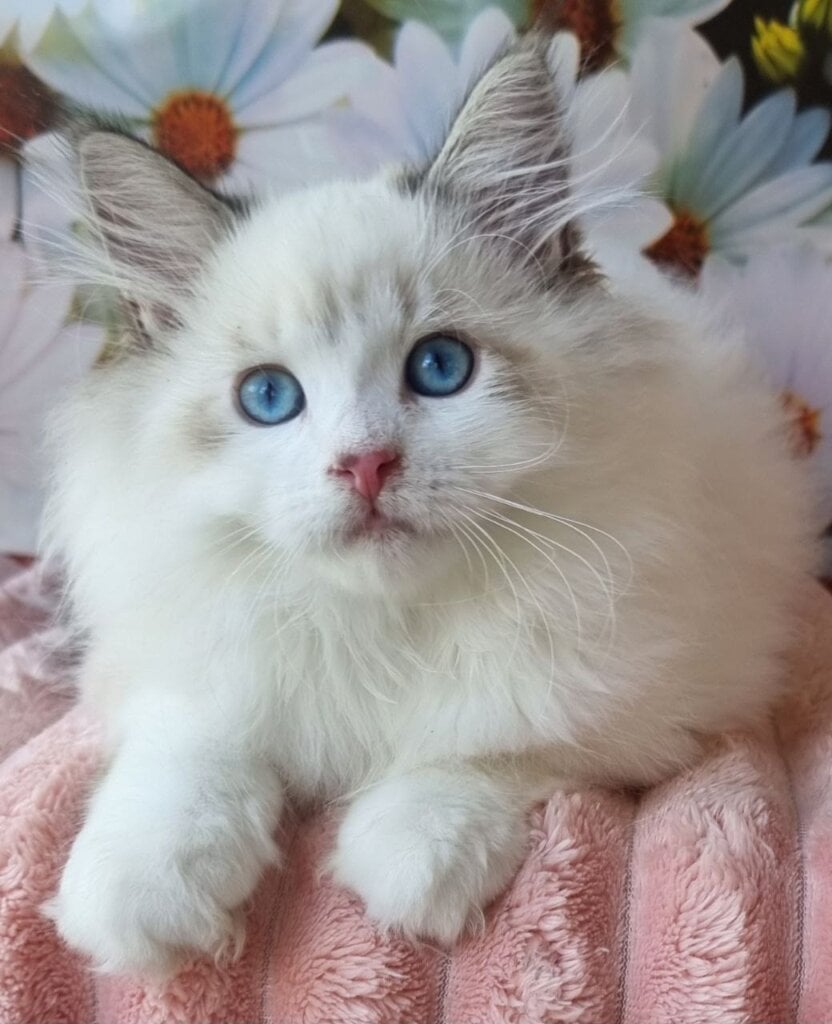 Orest Siberian Male (Available) $3050