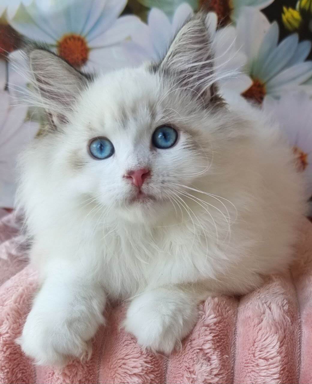 Orest Siberian Male (Available) $3050