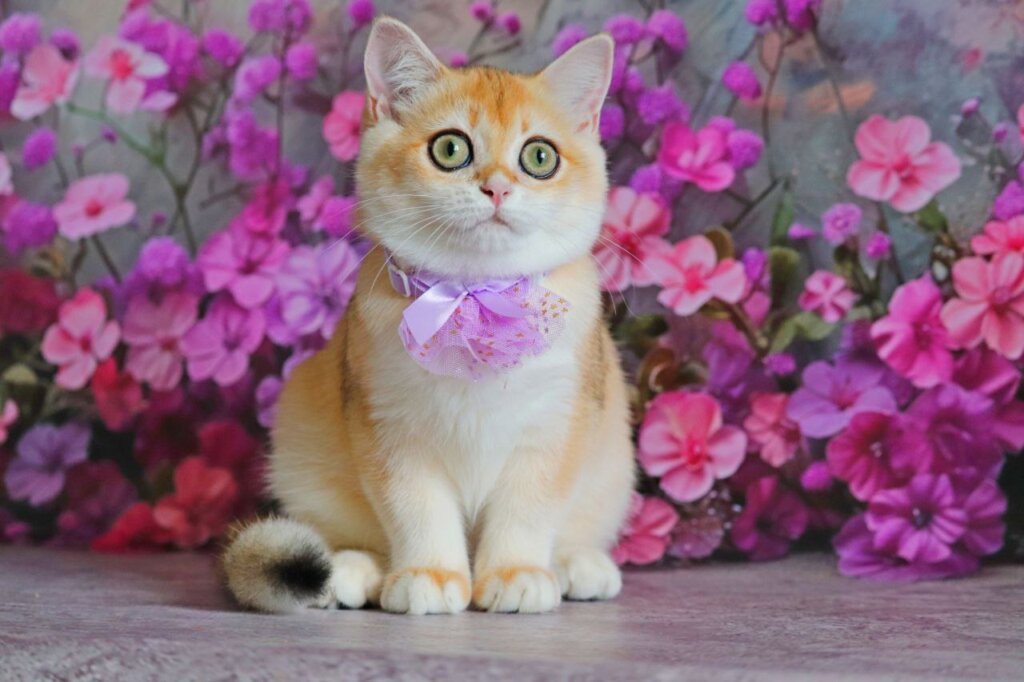 Merinda British Shorthair Female (Available) 00 - photo 1