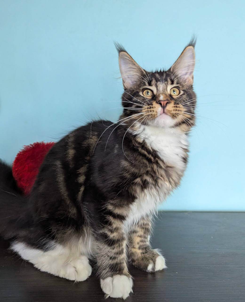 Halif Maine Coon Male (Available) $2700